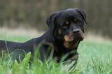 ROTTWEILER 472